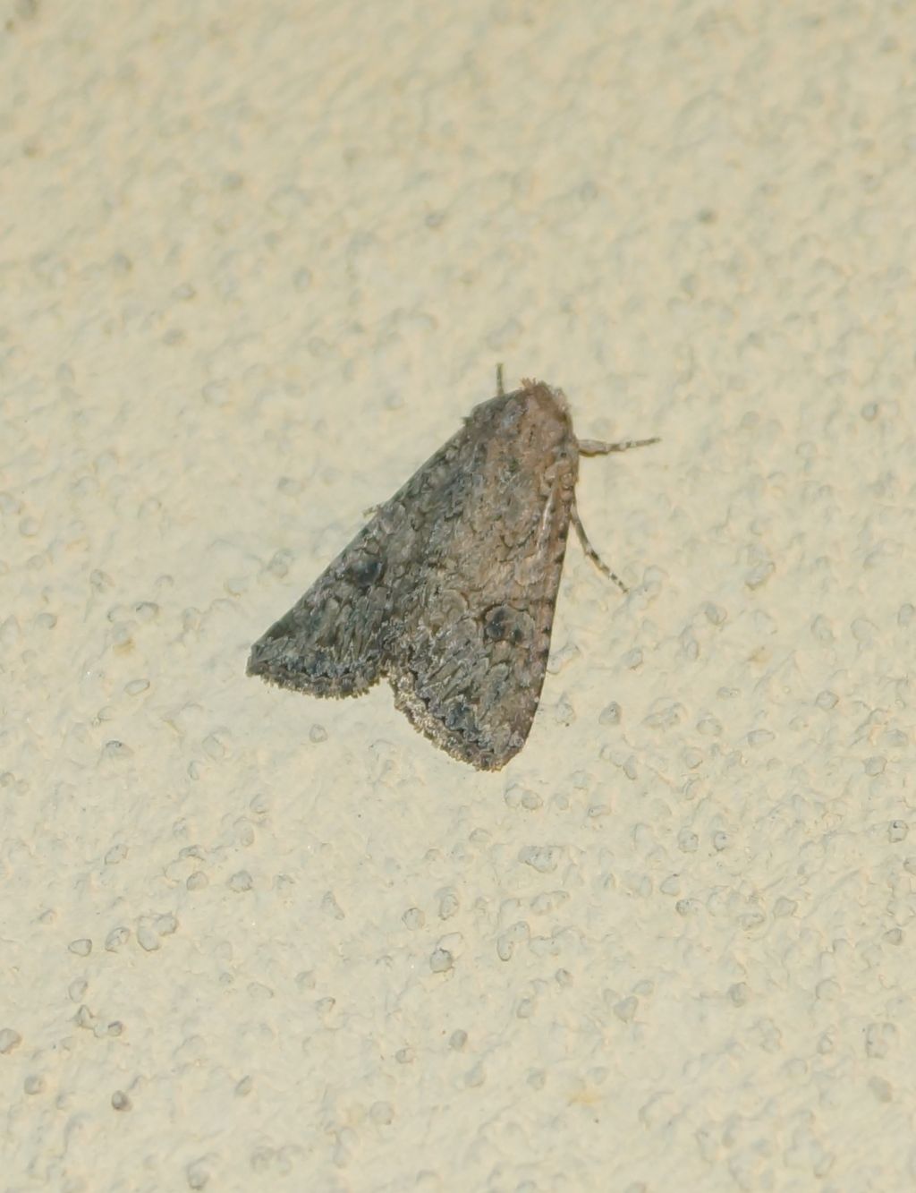 Anarta trifolii? S